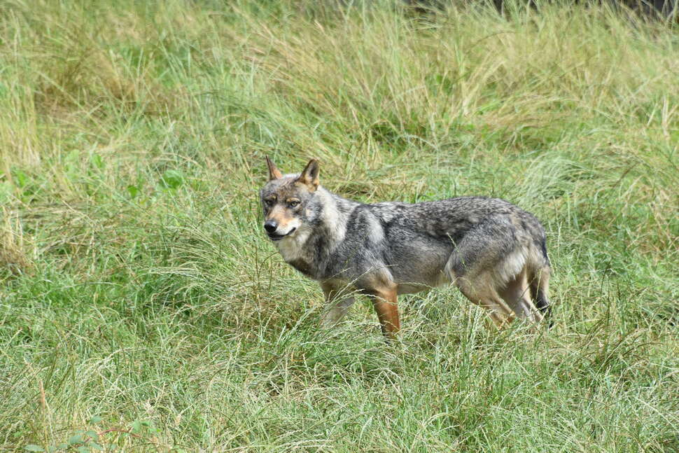 Bilan annuel du suivi de la population de loups - 2022