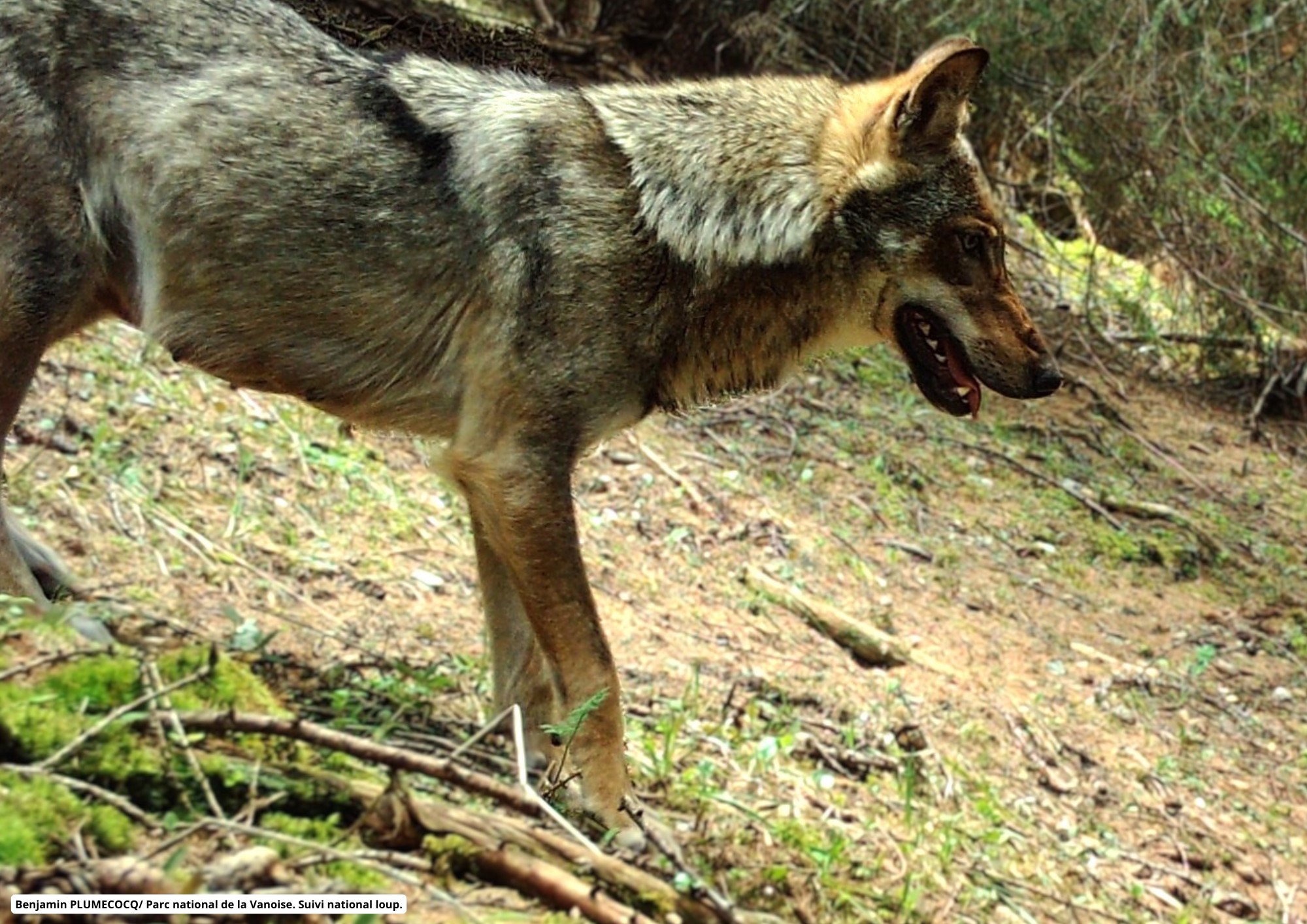 Bilan annuel du suivi de la population de loups - 2023