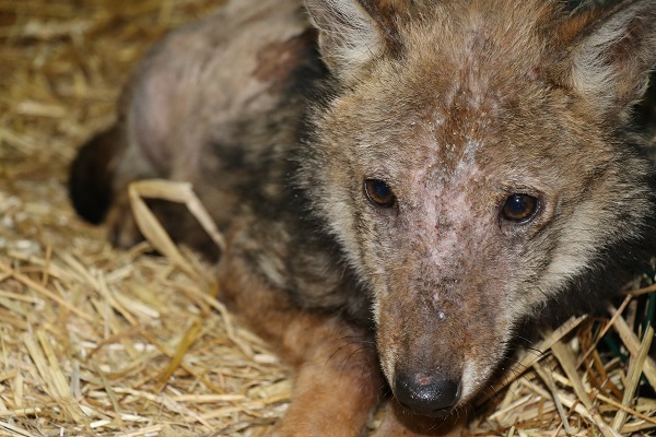 Retour sur le cas du loup de Valberg