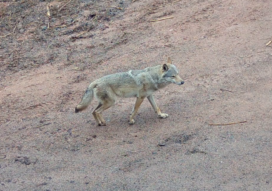 Détection en France de loups w1 et w2 provenant de la population germano-polonaise