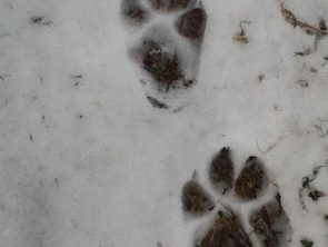 Différence de taille entre la patte antérieure  (en bas) et postérieure (en haut) chez le loup  © Liabeuf