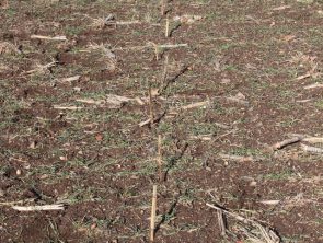 Alignement d’une piste relevée dans dans une parcelle de terre, matérialisé par les piquets plantés au sol 	 sur chaque empreinte 
© Réseau Loup-lynx